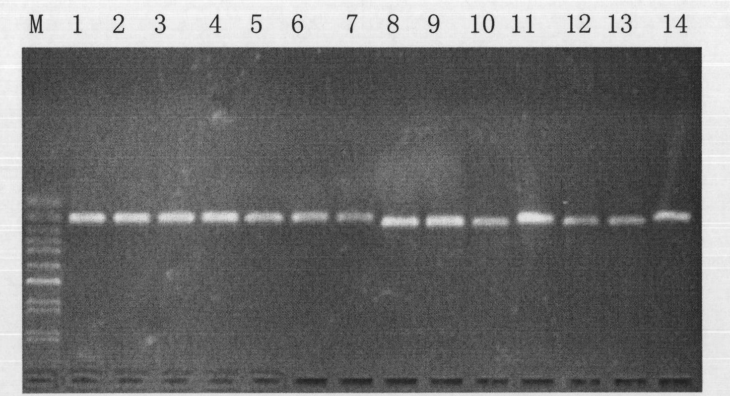 Method for obtaining nucleotide sequence in V3 region of 16S rRNA genes of bacteria and special primer thereof