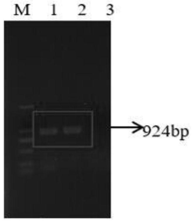 A method for improving the nodulation competition ability of rhizobia usda110