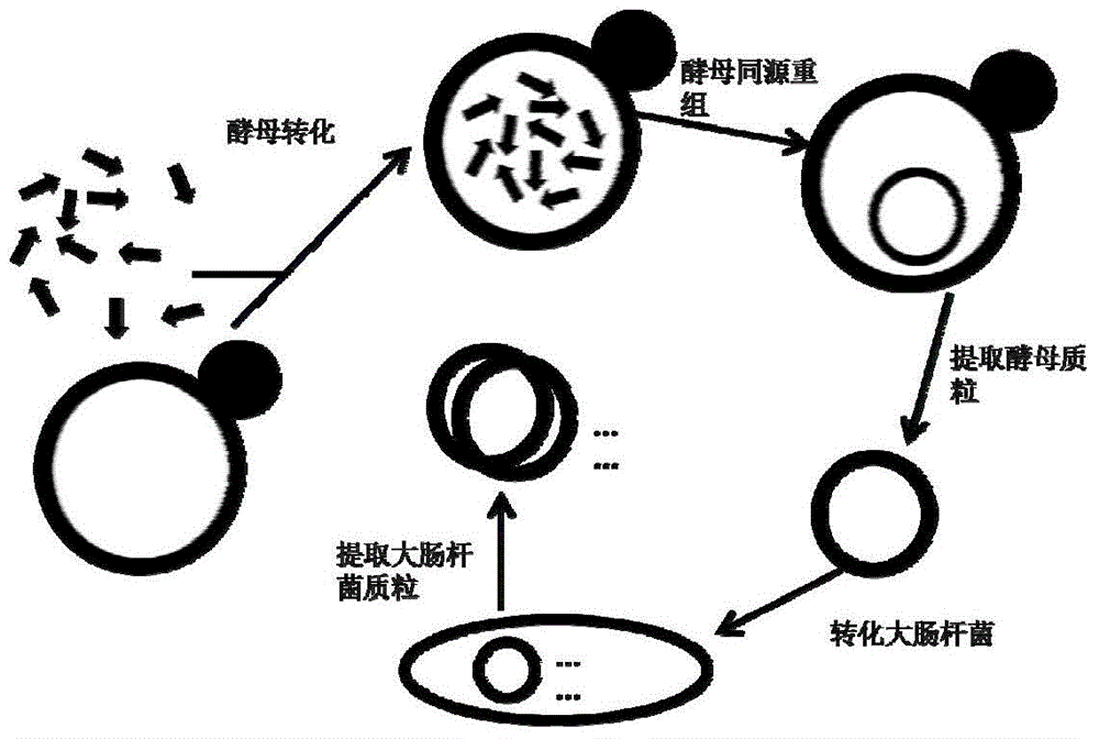 Rapid assembling method of multi-fragment DNA yeast