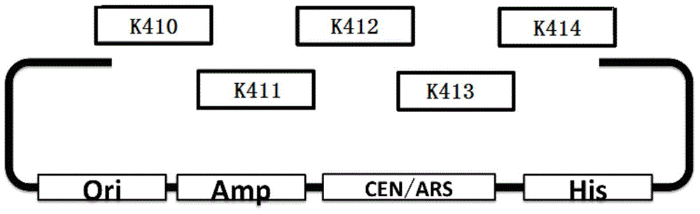 Rapid assembling method of multi-fragment DNA yeast