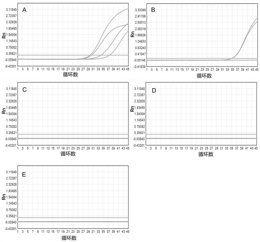 Viscous biological sample liquefaction release combination product, kit, liquefaction release method and nucleic acid extraction, amplification and detection method