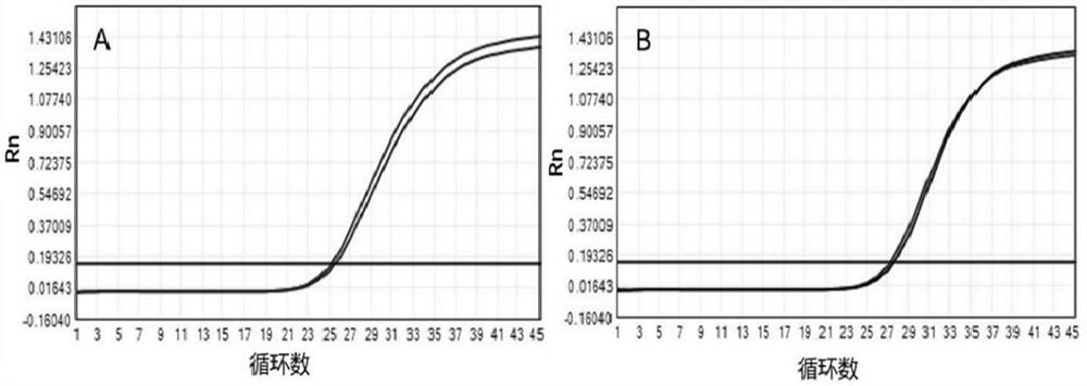 Viscous biological sample liquefaction release combination product, kit, liquefaction release method and nucleic acid extraction, amplification and detection method