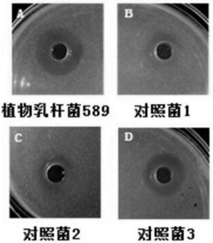 Lactobacillus plantarum with bacteriostat characteristic and application thereof in diarrhea prevention