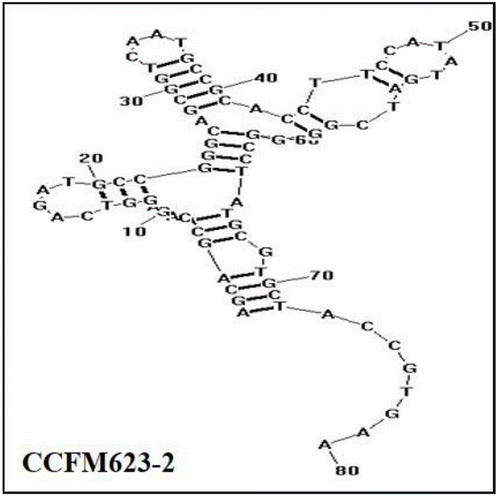 Aptamer for binding bifidobacterium breve as well as screening method and application of aptamer