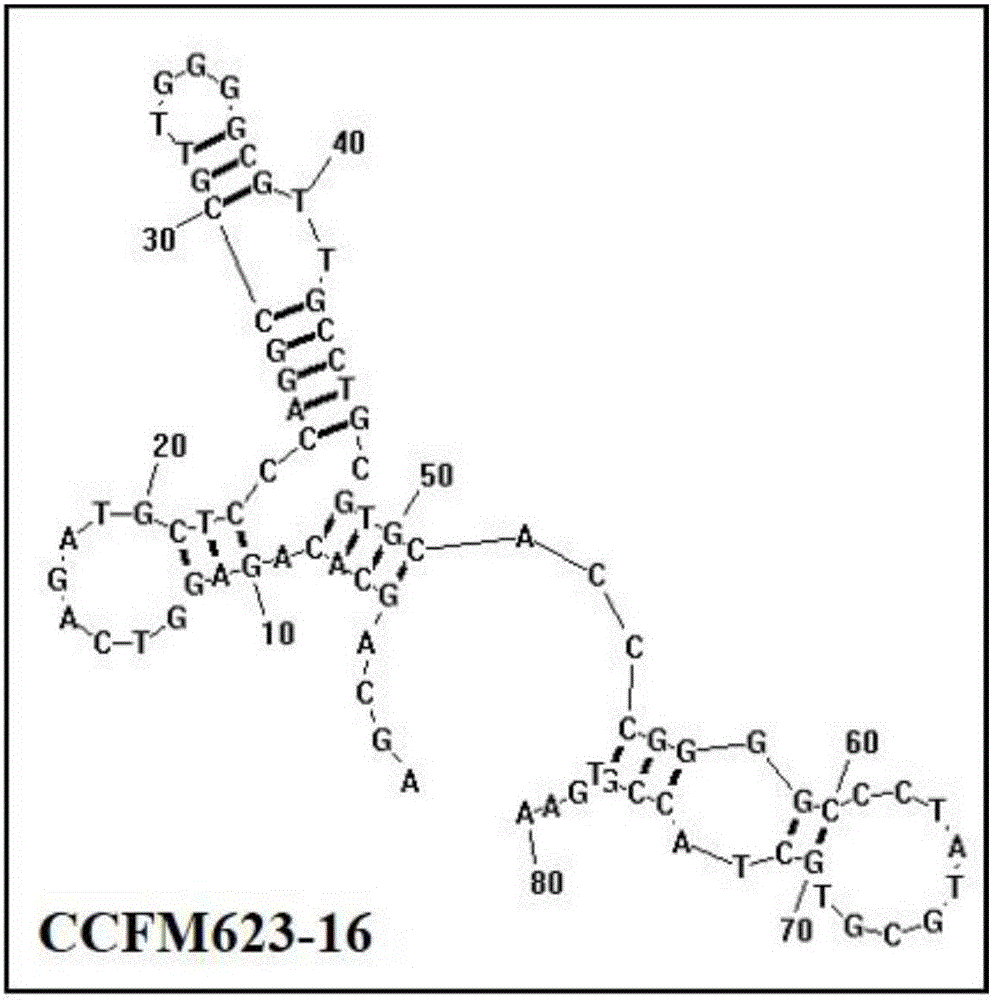 Aptamer for binding bifidobacterium breve as well as screening method and application of aptamer