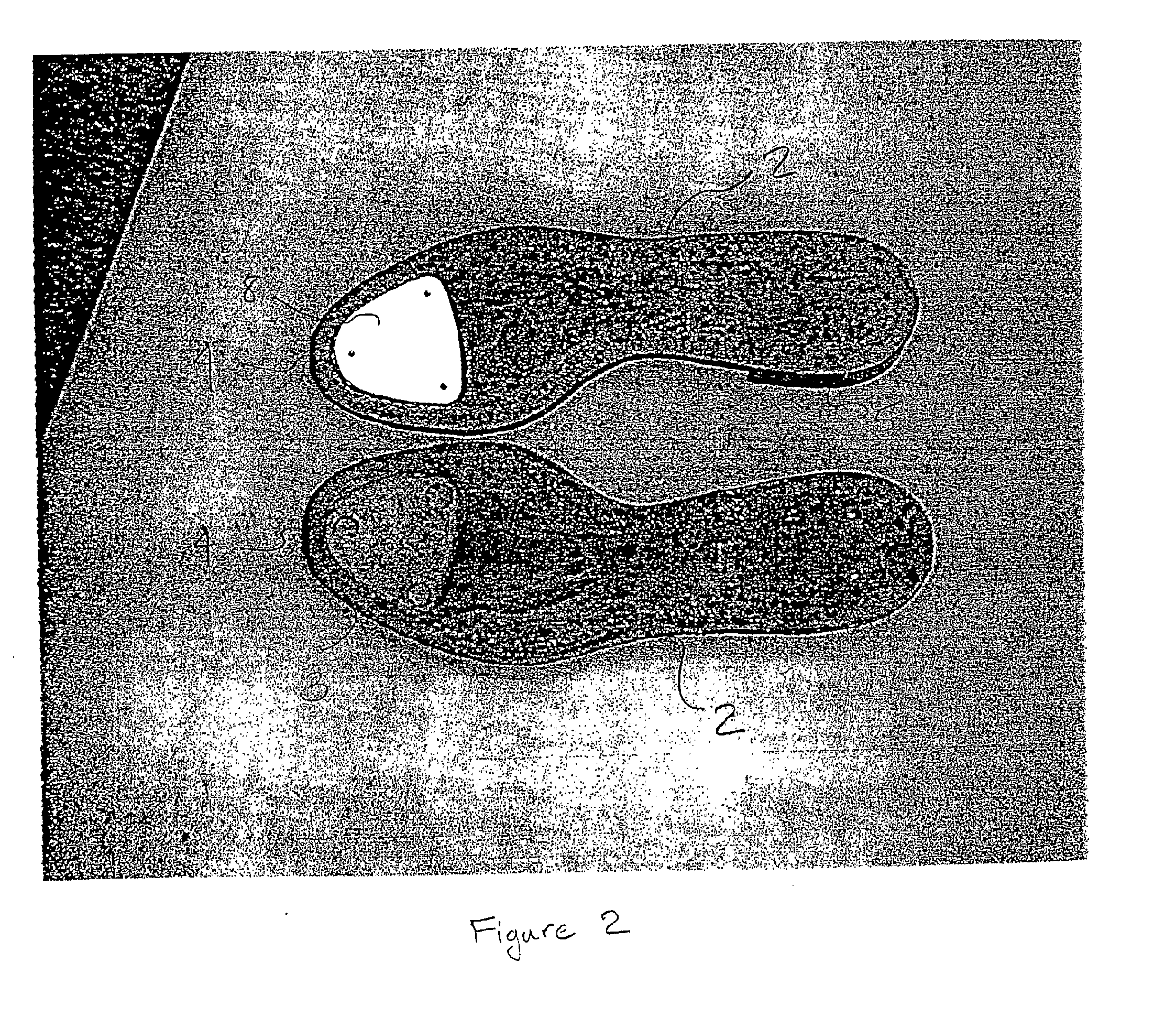 Tap Dance Shoe Assembly, System, and Method