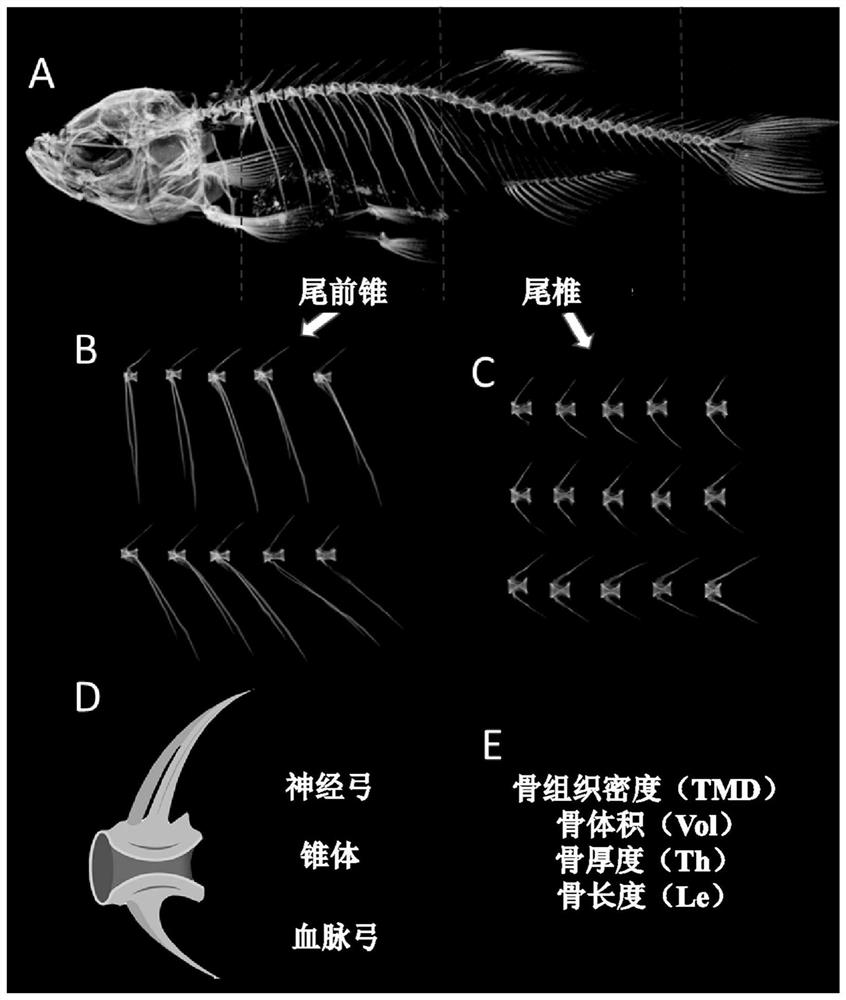 Application of medium-chain fatty acid monoglyceride composition in preparation of products for promoting bone growth