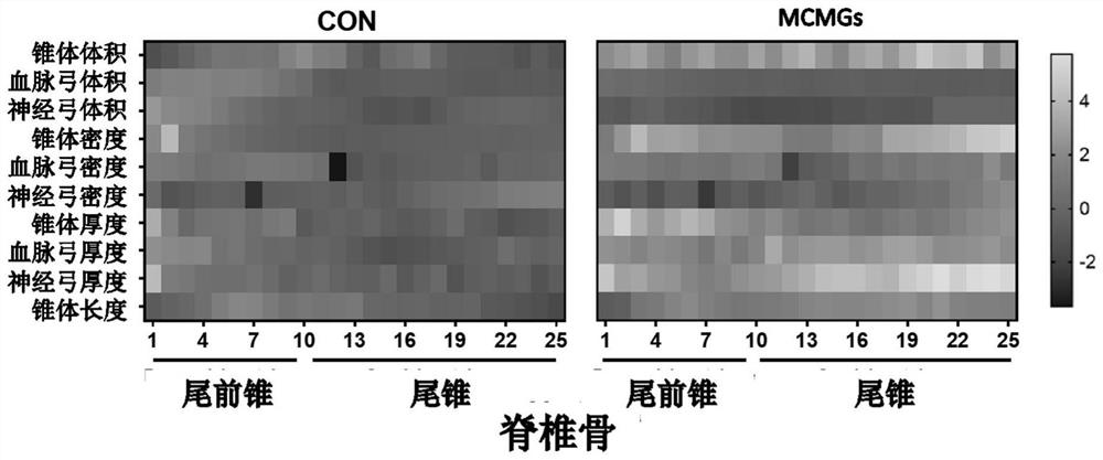 Application of medium-chain fatty acid monoglyceride composition in preparation of products for promoting bone growth