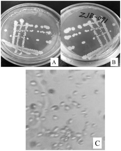 Preparation method of immobilized microbial agent for kitchen waste treatment and application thereof