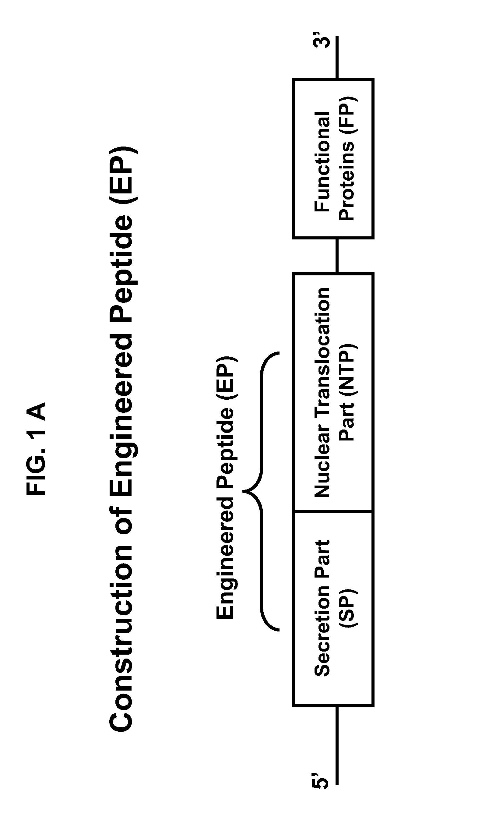 Engineered peptide (EP)-directed protein intercellular delivery system and uses thereof