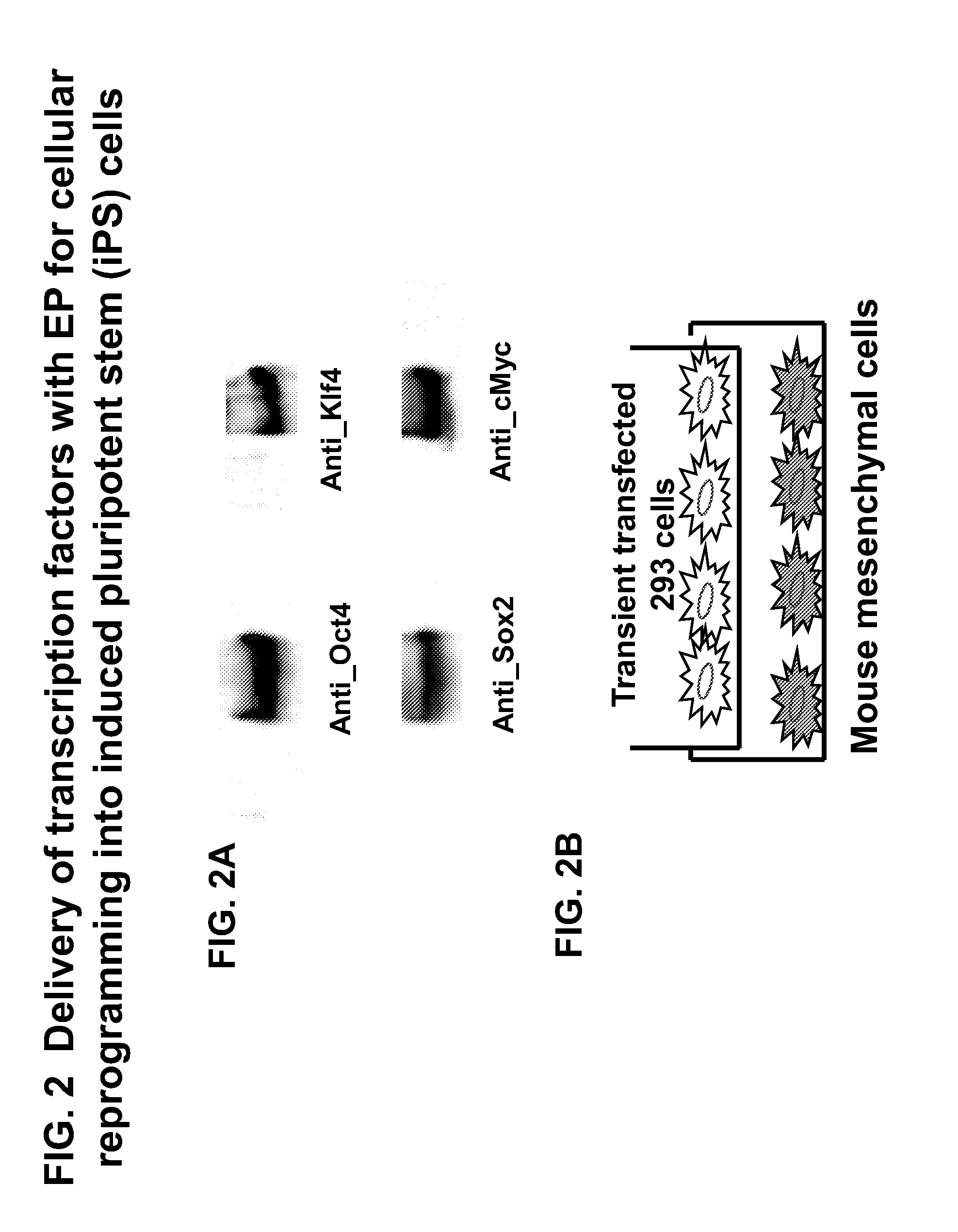 Engineered peptide (EP)-directed protein intercellular delivery system and uses thereof