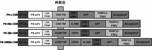 Engineering immune cell with suicide gene switch of targeting human mesothelin