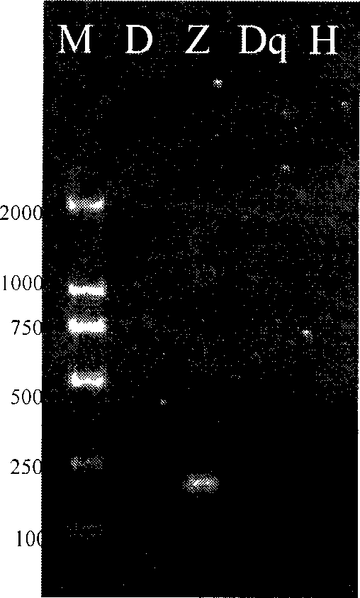 Transgenic soybean detection method and the primer