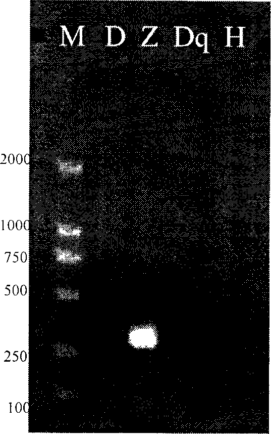 Transgenic soybean detection method and the primer