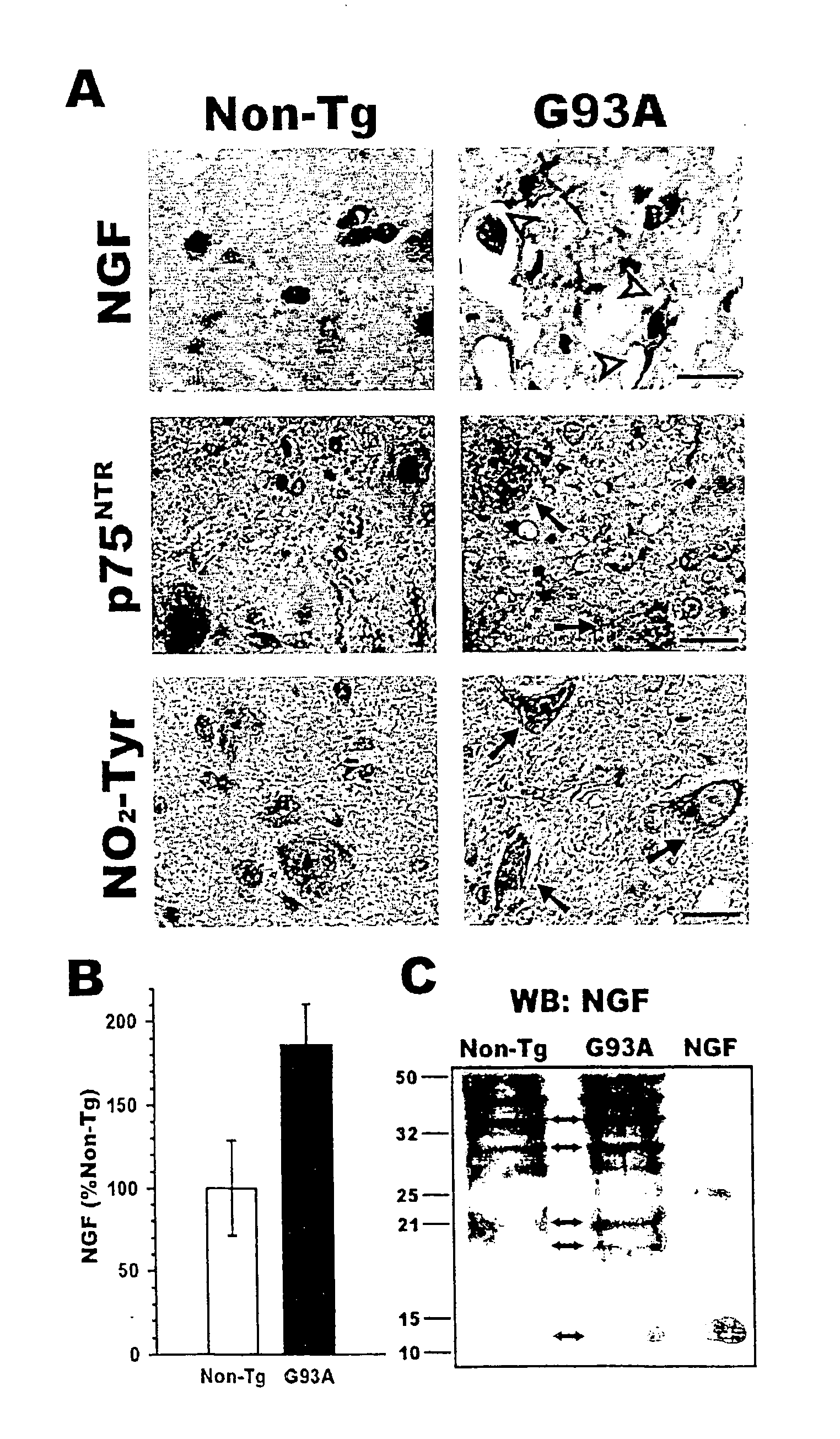 Active or passive immunization against proapoptotic neurotrophins for the treatment and/or prevention of neurodegenerative diseases