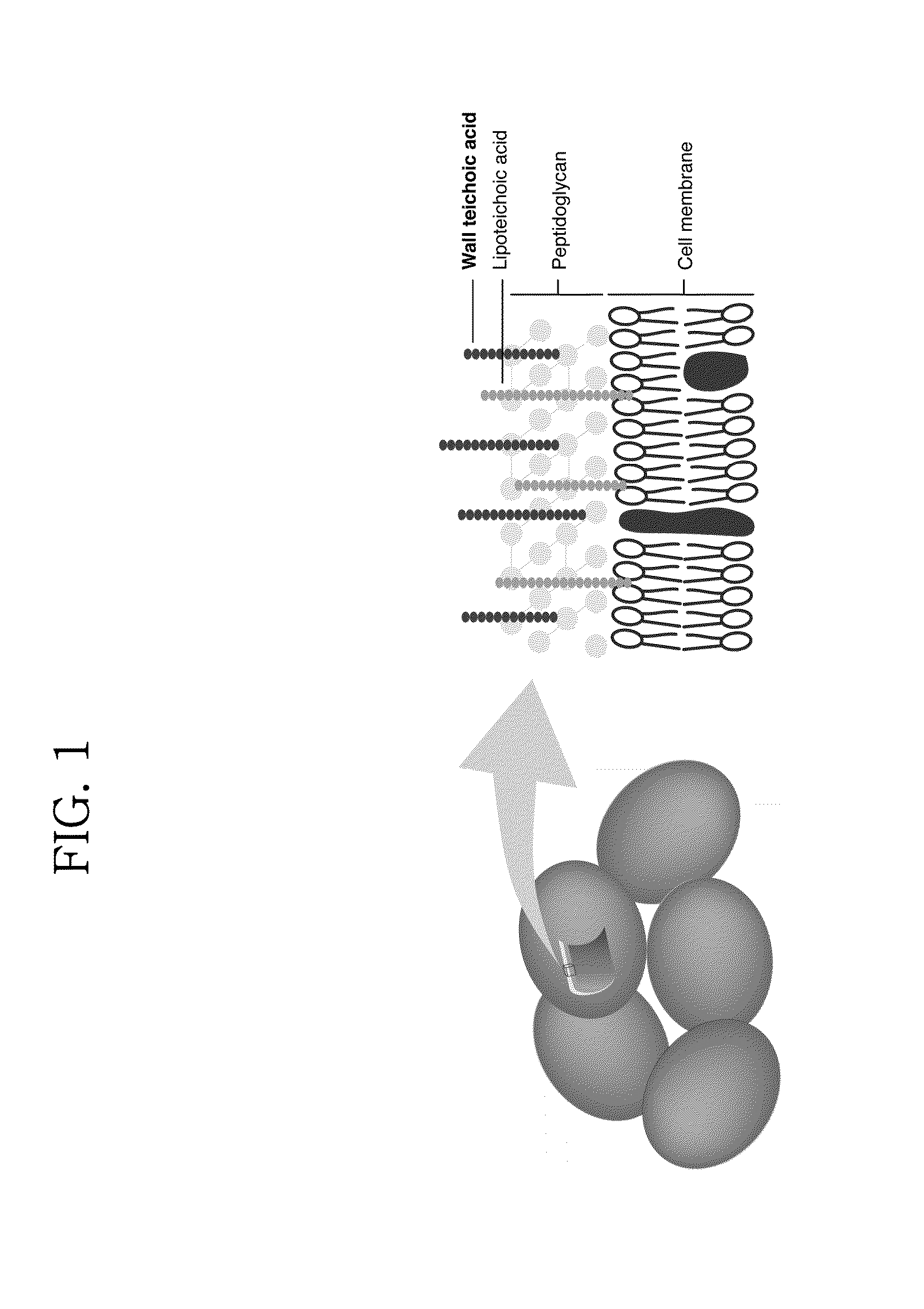 Vaccine composition for preventing staphyllococcus aureus infection