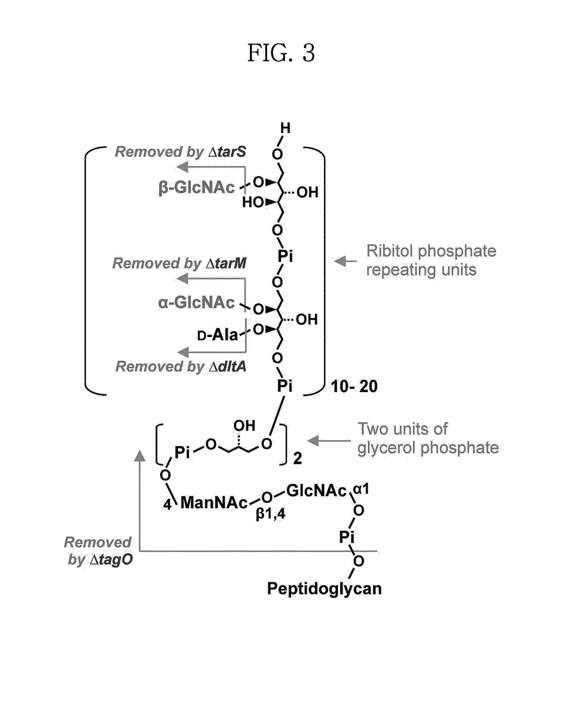 Vaccine composition for preventing staphyllococcus aureus infection