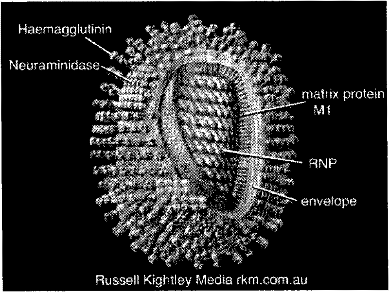 A kind of lipid microsphere composition