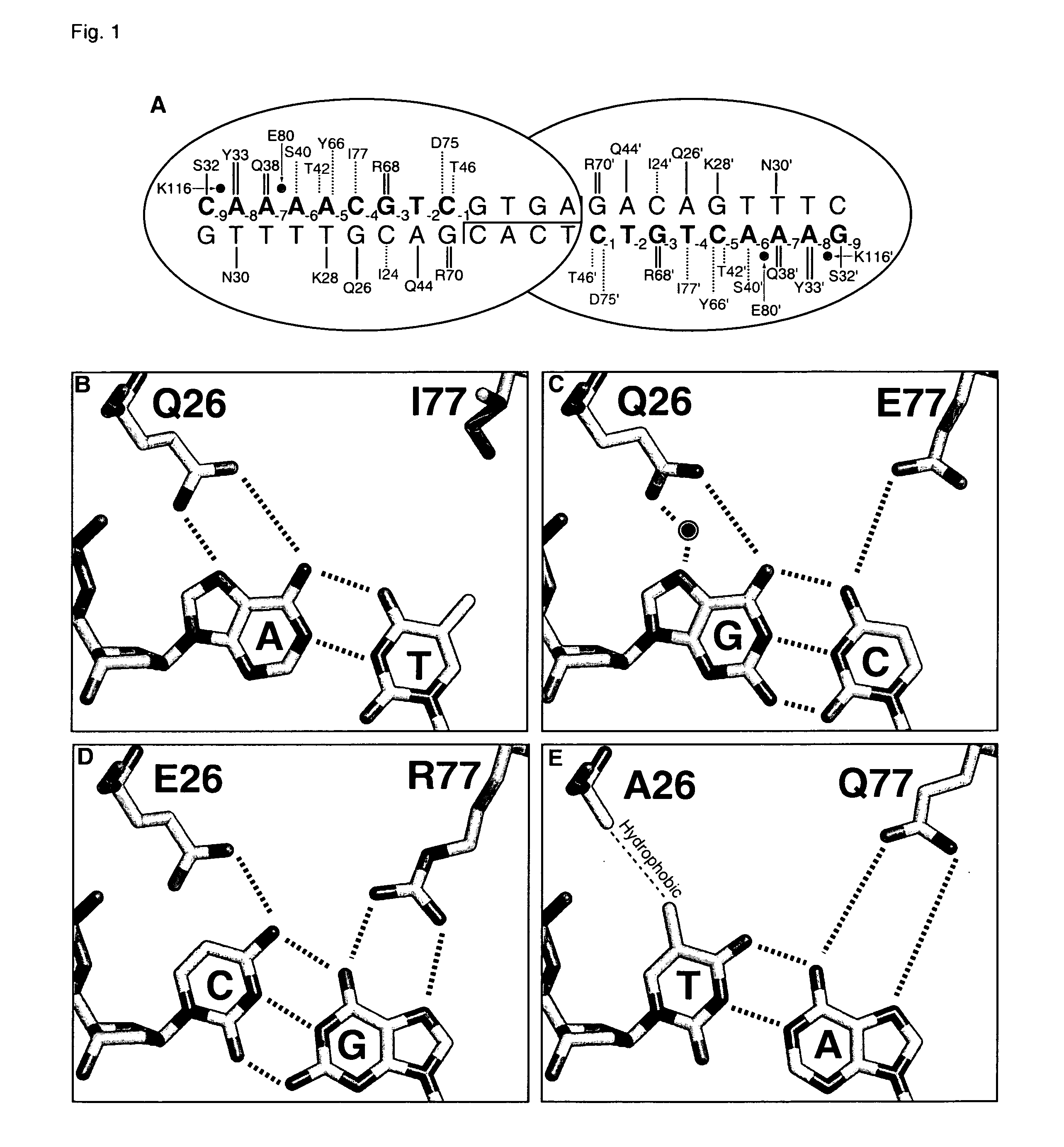 Rationally-designed meganucleases with altered sequence specificity and DNA-binding affinity