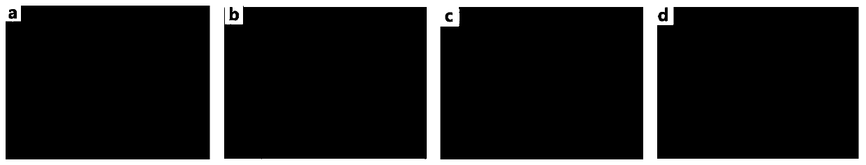 RAW264.7 single-cell stable cell line transfected with red fluorescent protein and screening method thereof