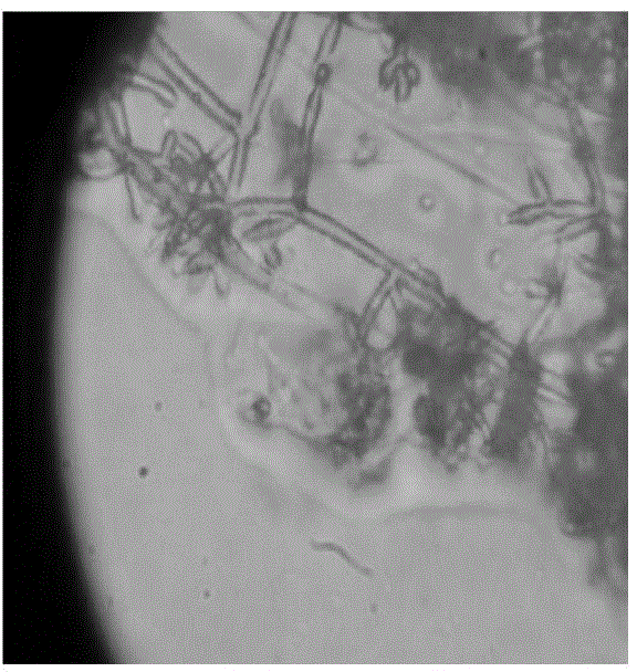 Preparation method for Trichoderma harzianum degrading p-toluenesulfonic acid and industrial waste water treatment method