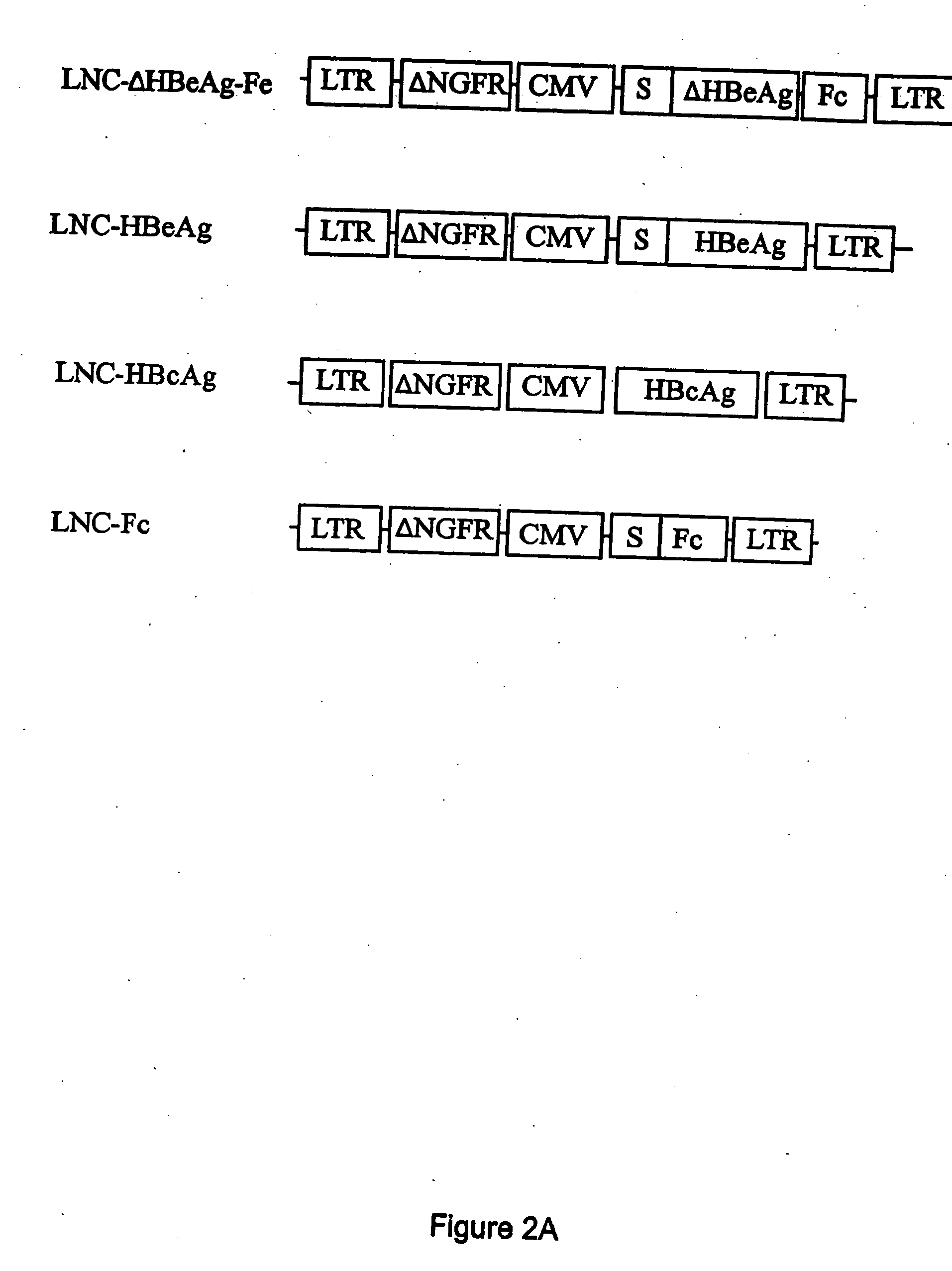 Compositions and methods for identifying antigens which elicit an immune response