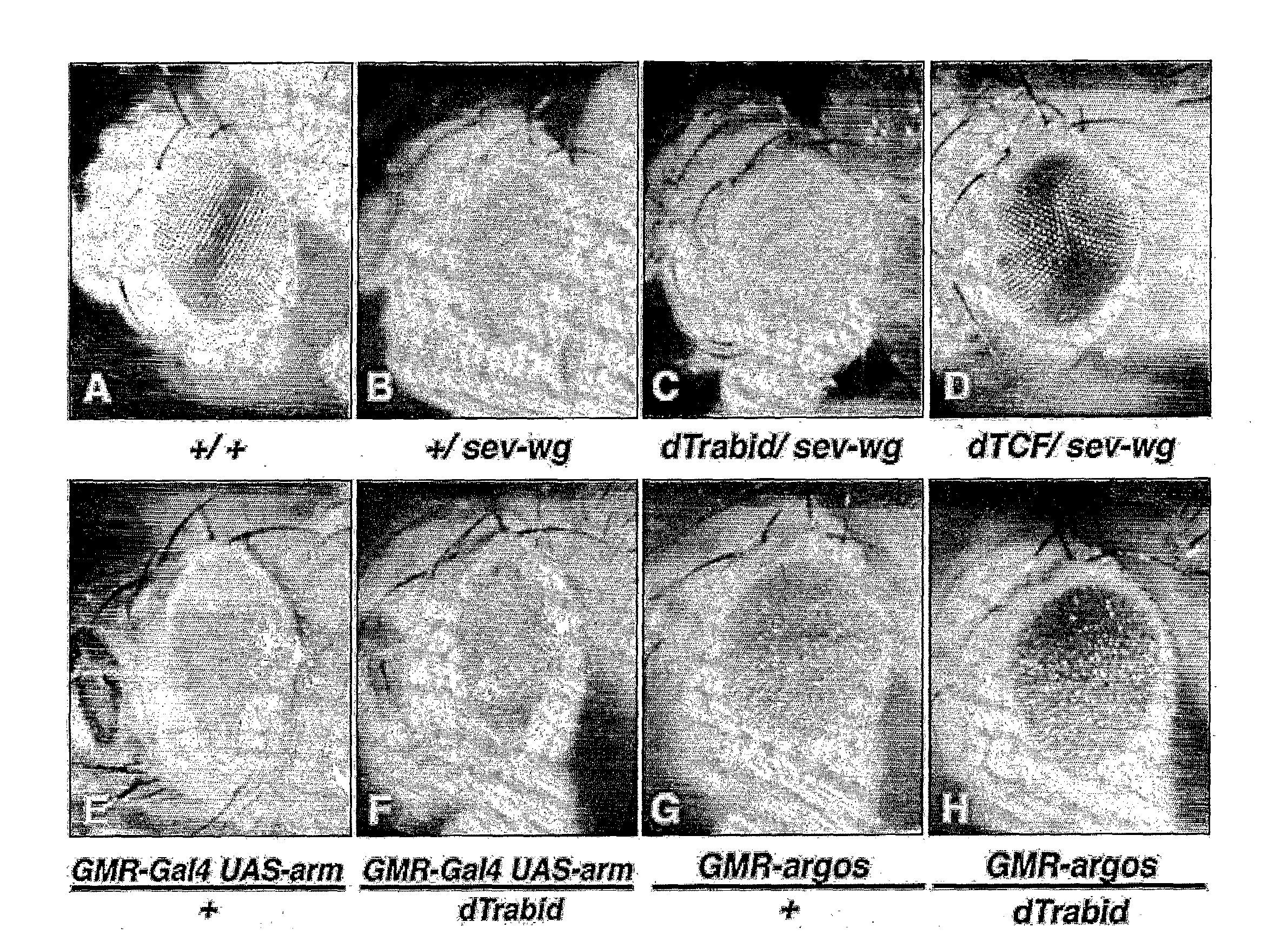 Screening method