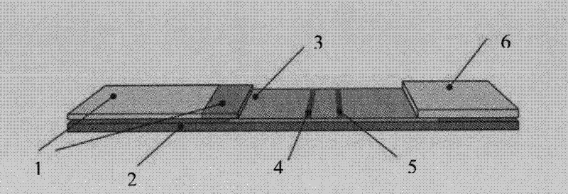 Hybridoma cell line and application thereof