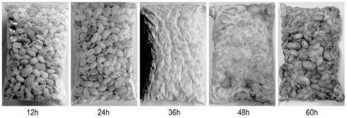 Miscellaneous grain tempeh product and production method thereof