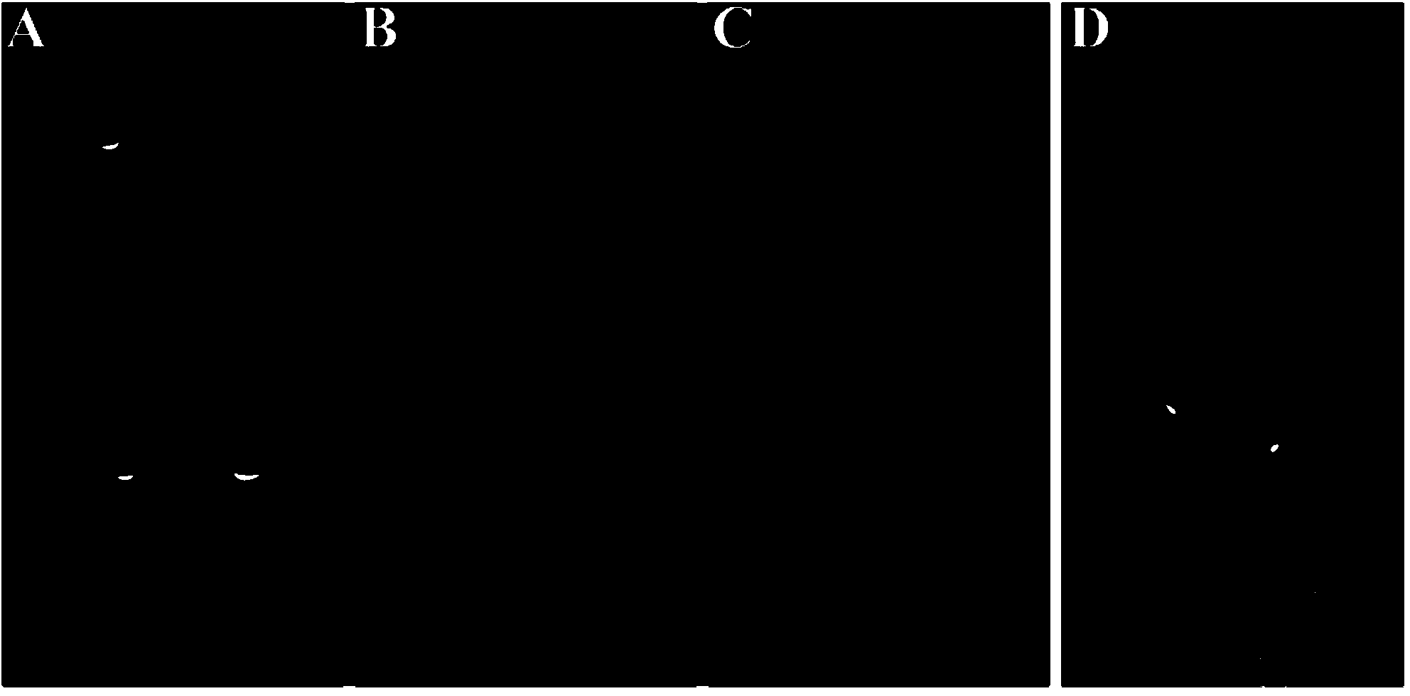 Image distortion correction method based on single sweep quadrature space-time coding magnetic resonance imaging