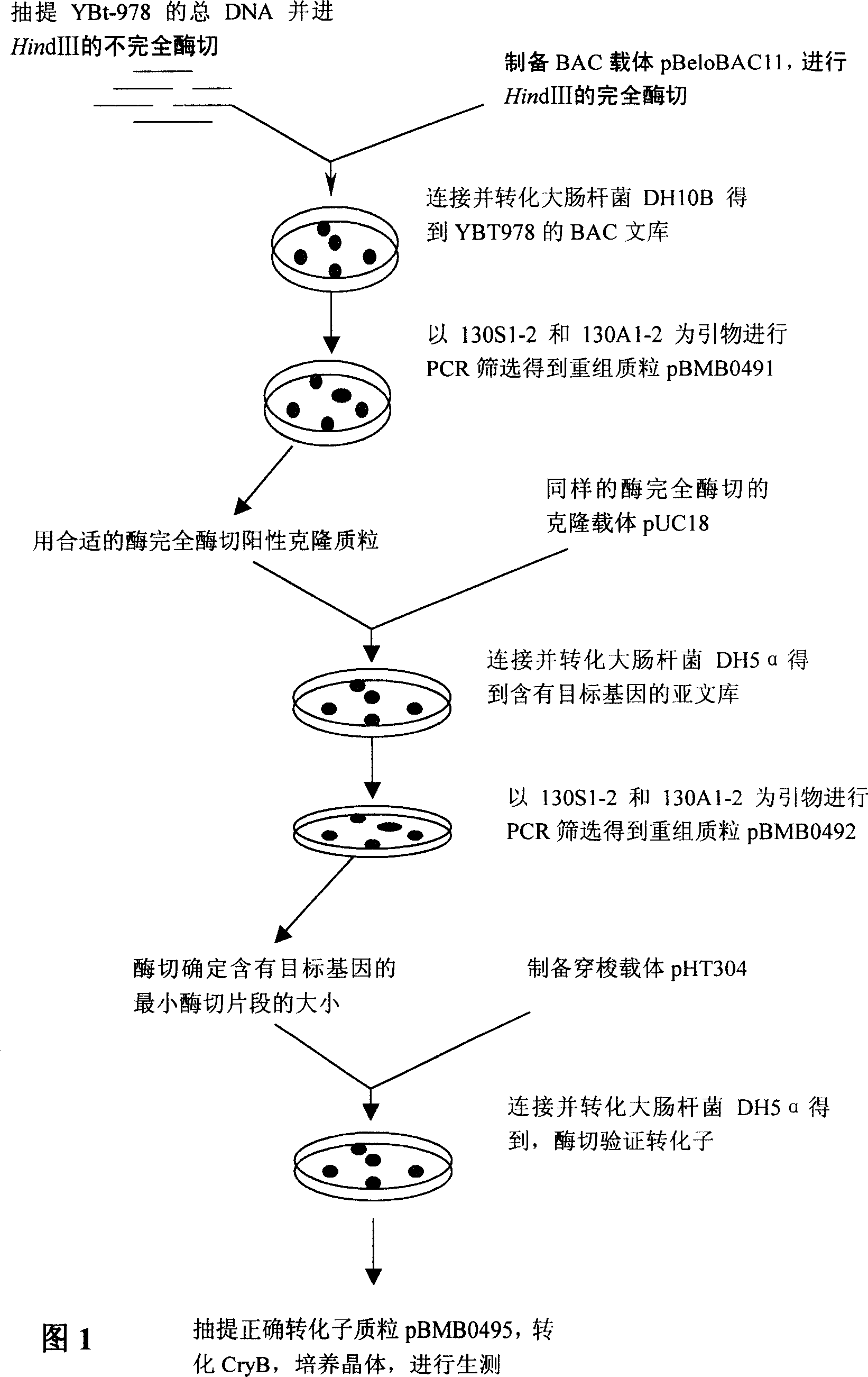 Insecticidal crystalline gene cry7Bal of Bacillus thuringiensis