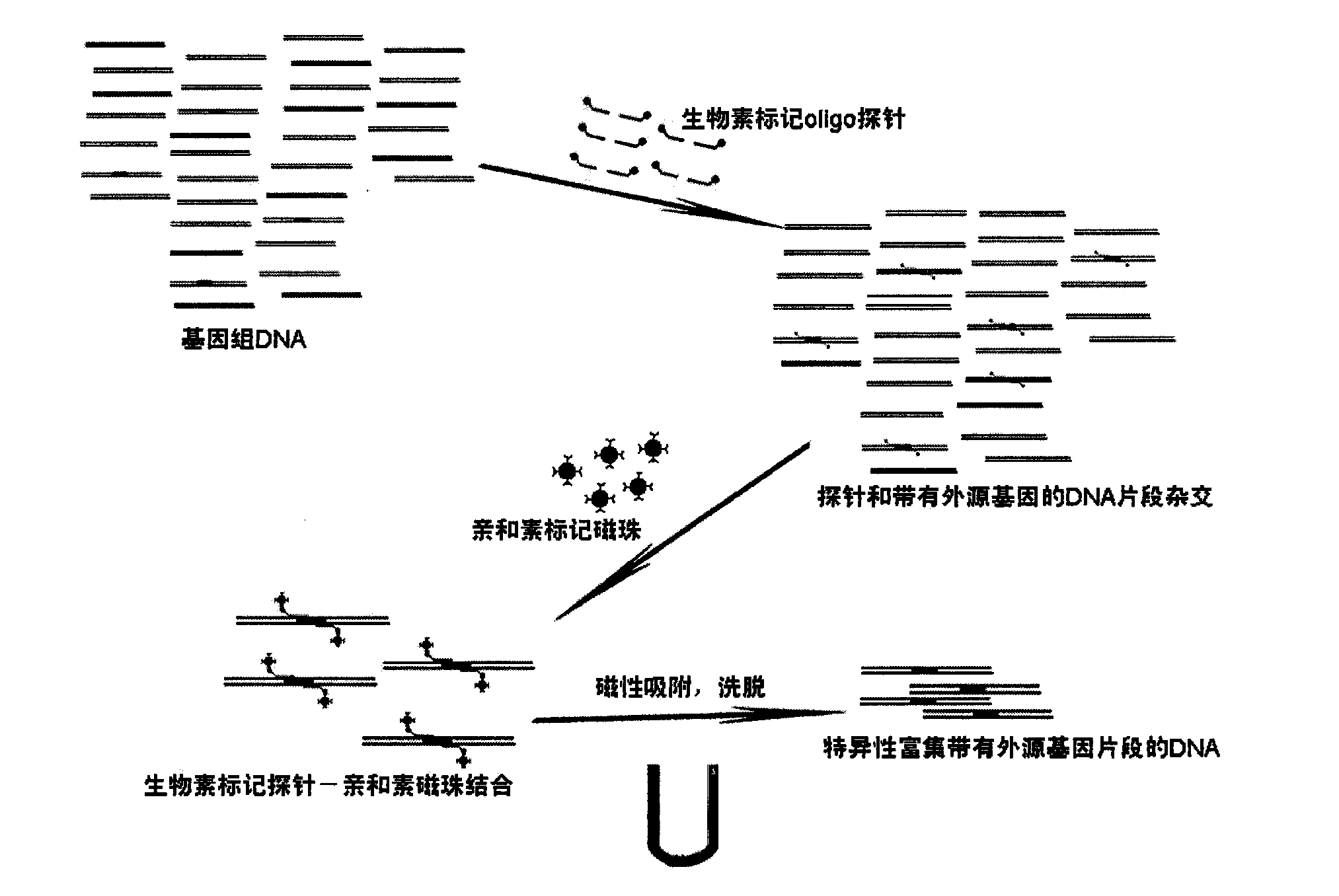 Method for gathering foreign DNA in transgenosis product