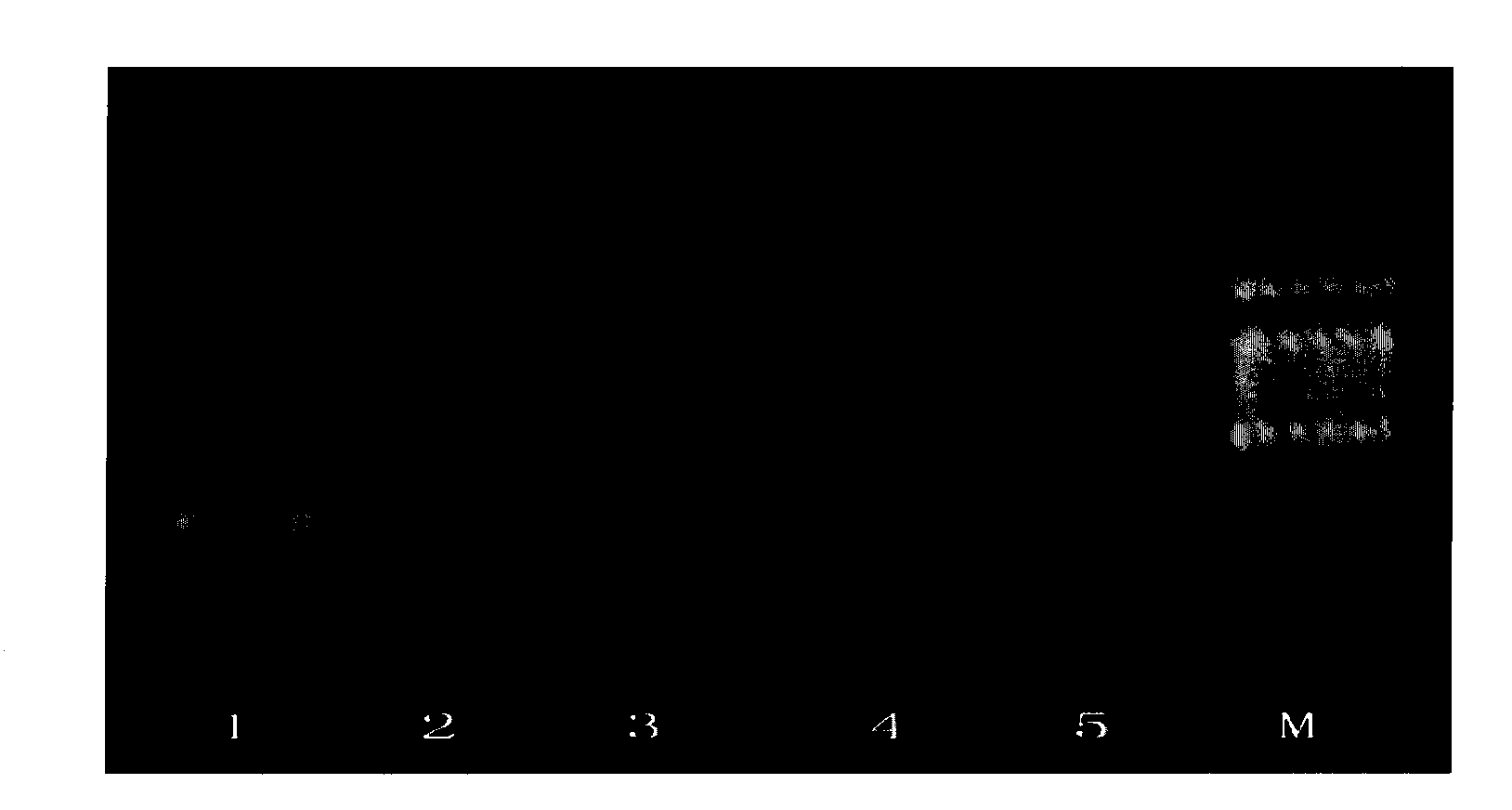 Method for gathering foreign DNA in transgenosis product