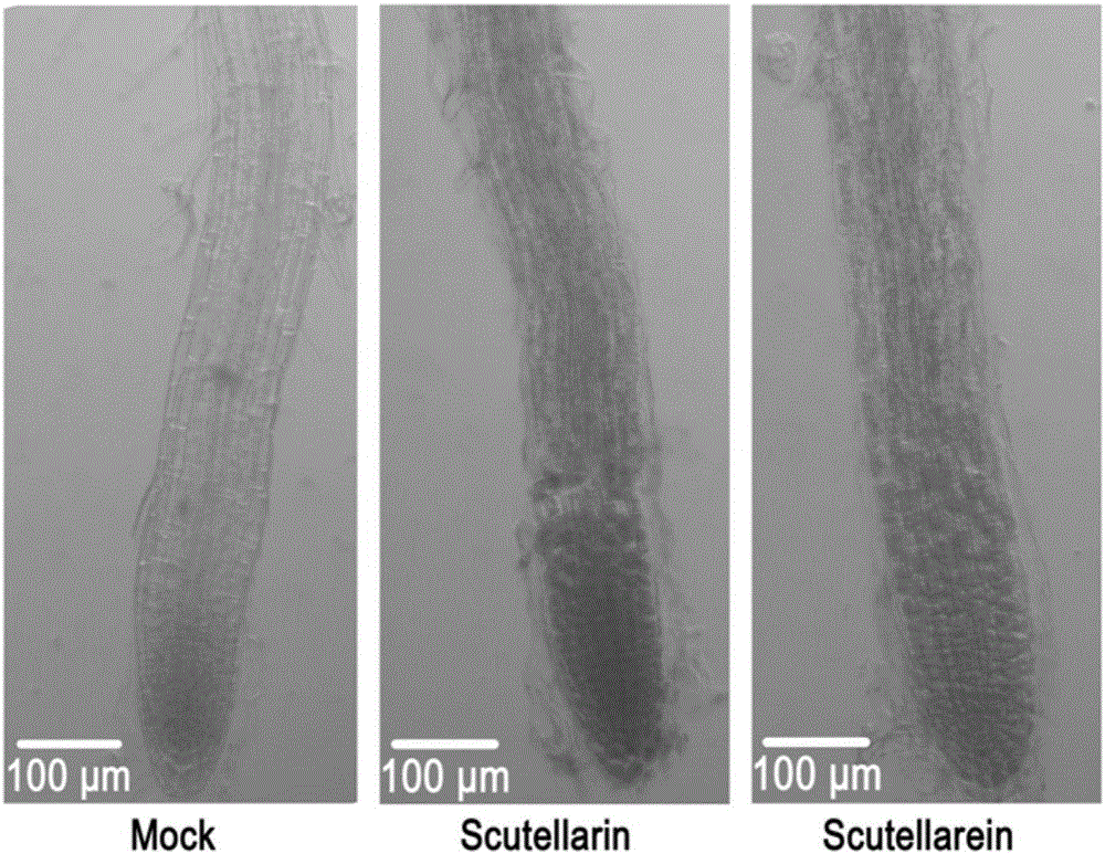 Polar auxin transport accelerant and application thereof