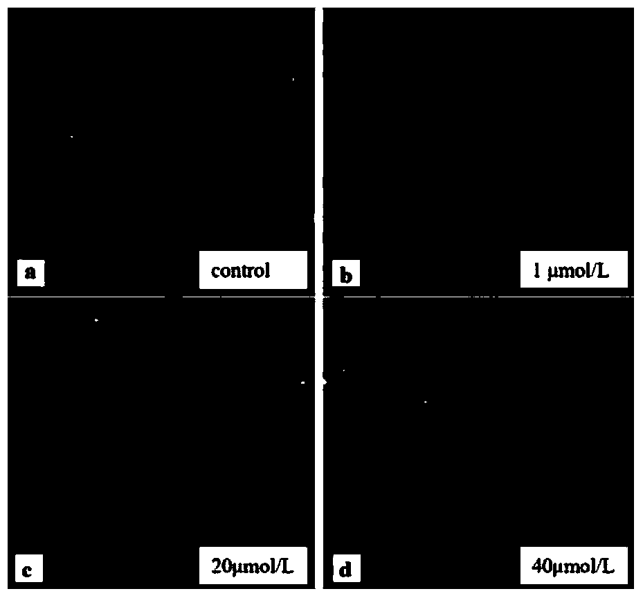 Cell DNA damage detection method