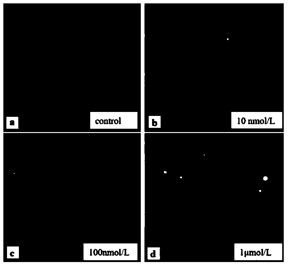 Cell DNA damage detection method