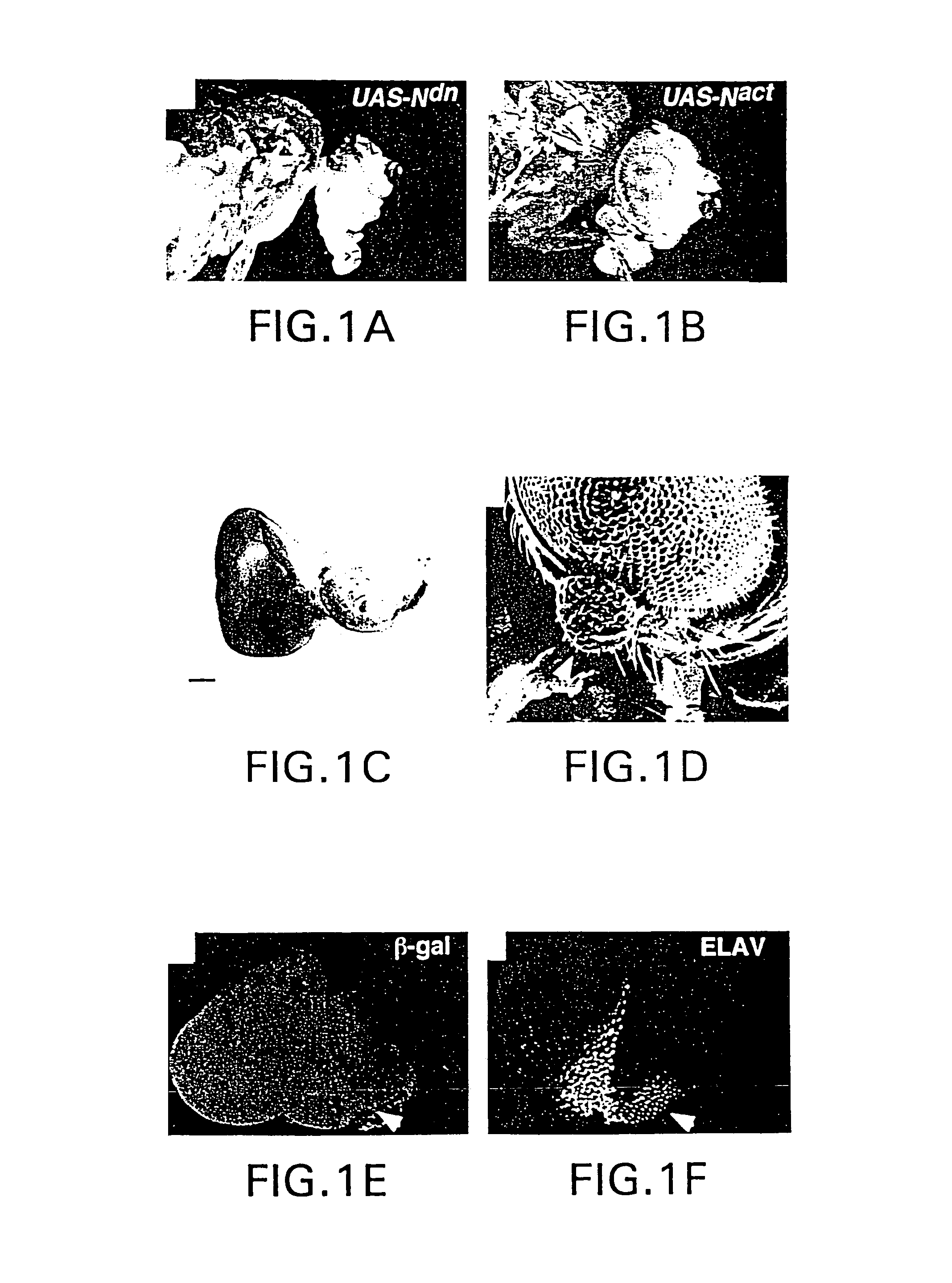 Manipulation of tissue of organ type using the notch pathway