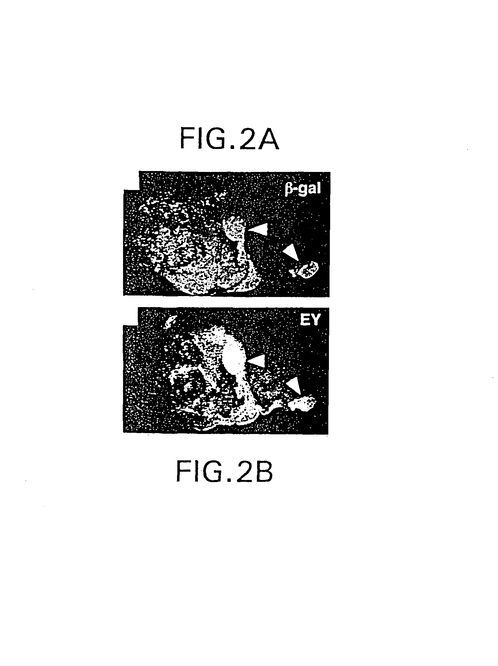 Manipulation of tissue of organ type using the notch pathway