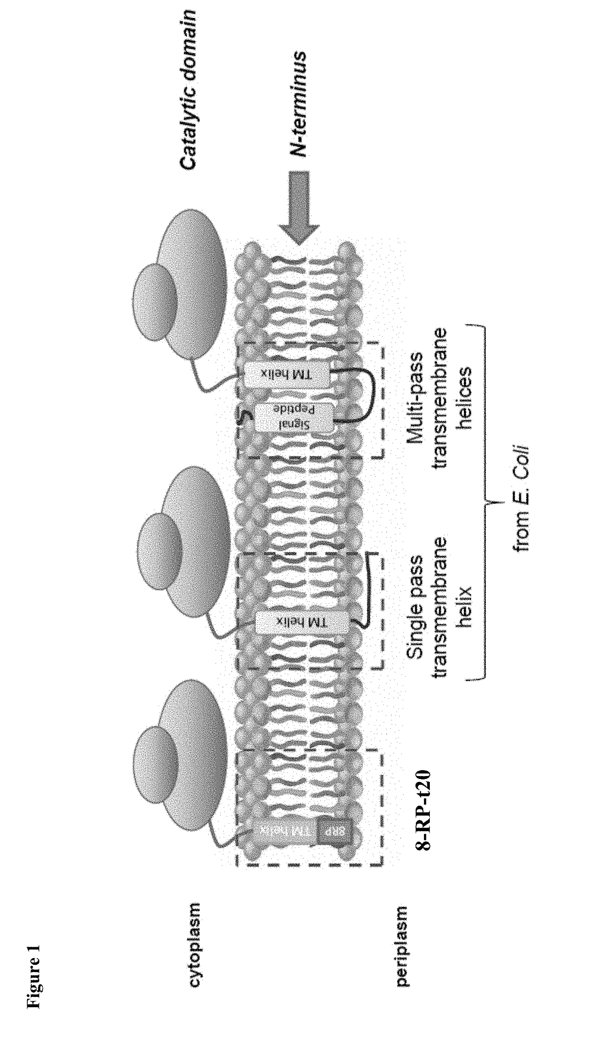 Increasing productivity of e. coli host cells that functionally express p450 enzymes