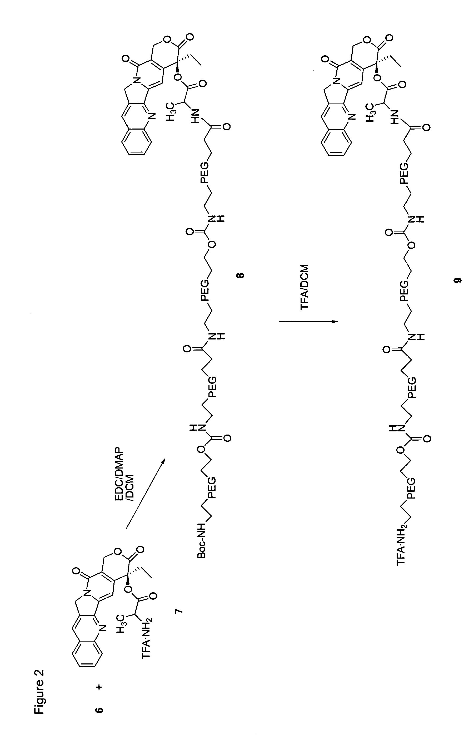 Heterobifunctional polymeric bioconjugates