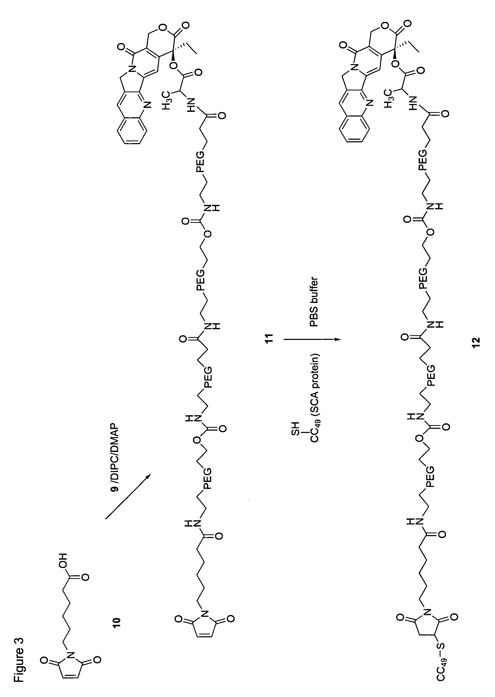 Heterobifunctional polymeric bioconjugates