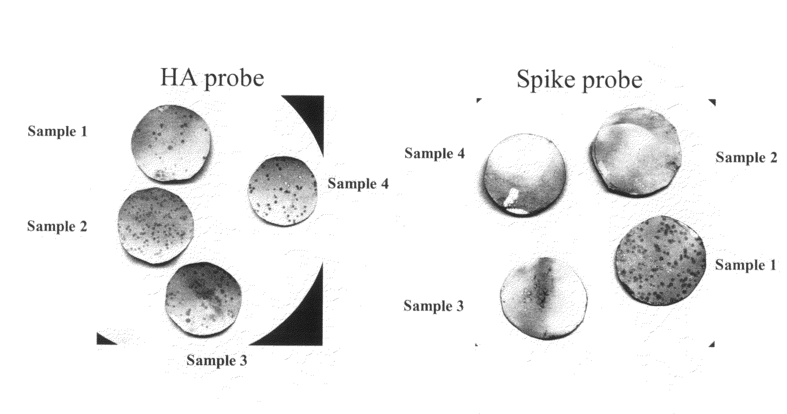 Recombinant virus and use thereof