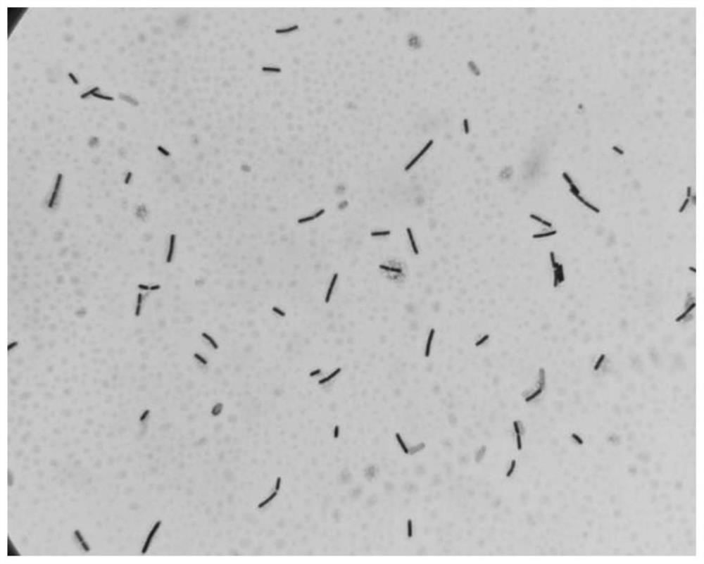 Bacillus velezensis and screening culture method and application thereof