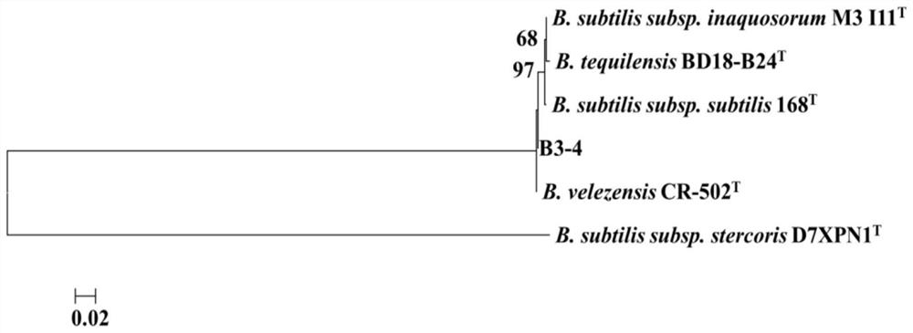 Bacillus velezensis and screening culture method and application thereof