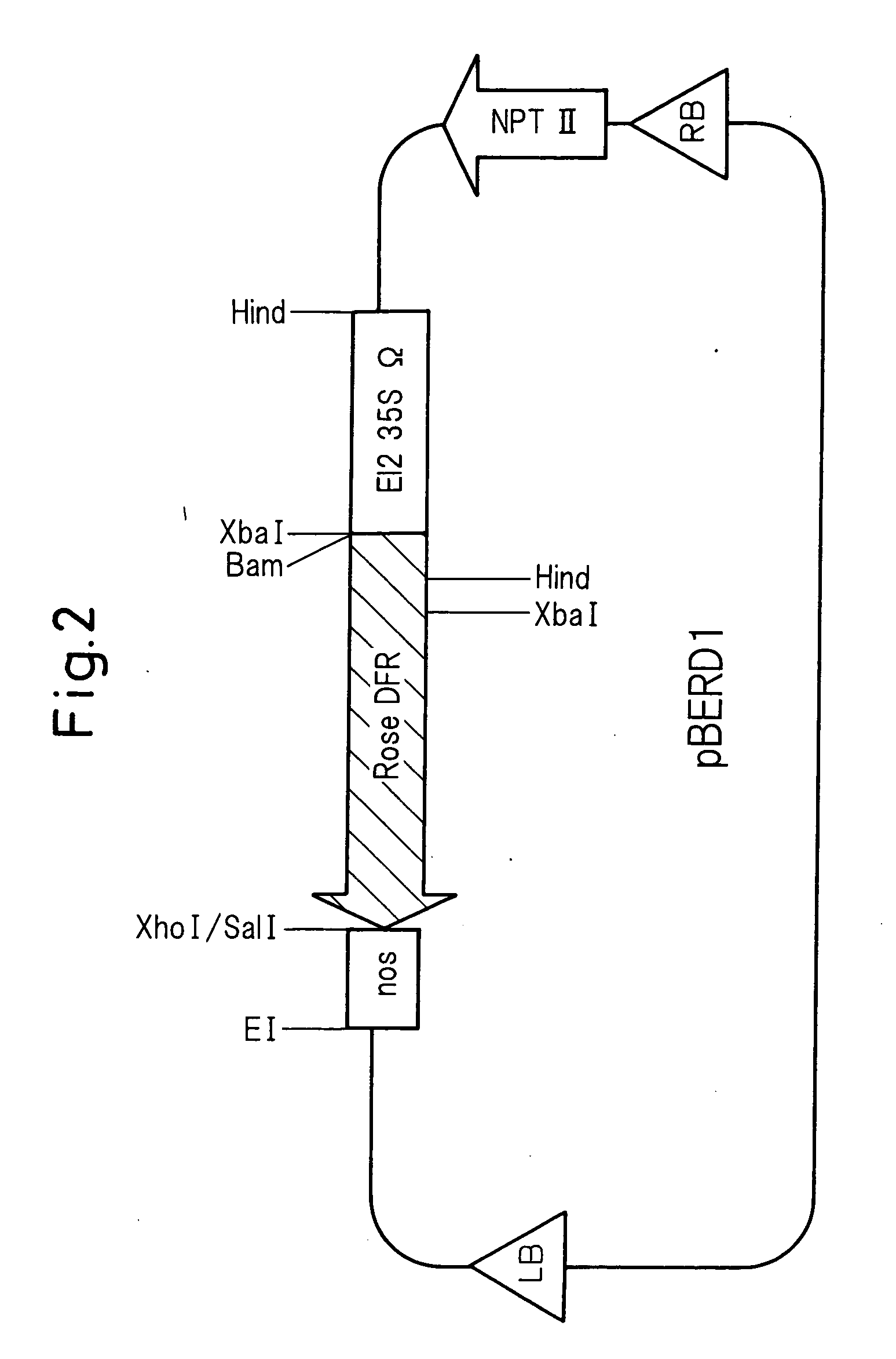 Method for producing rose with altered petal colors