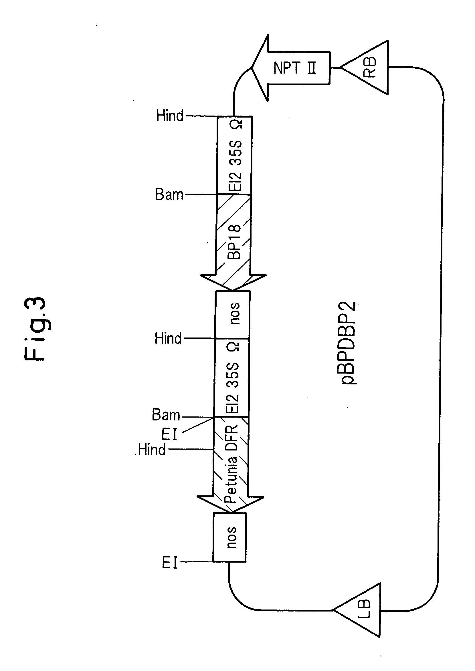 Method for producing rose with altered petal colors