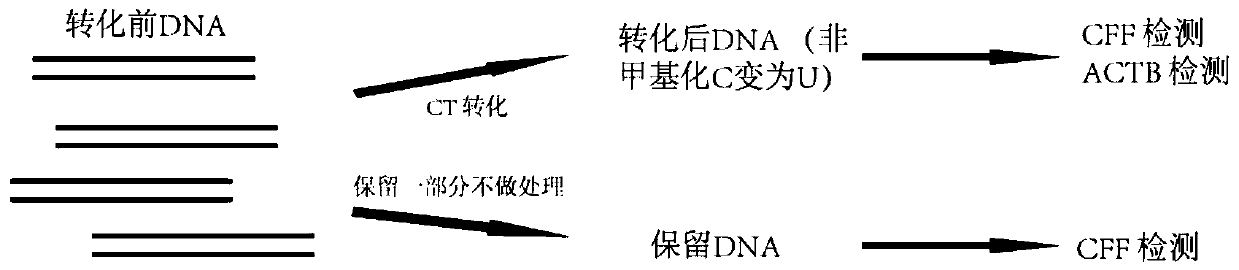 Detection method of transformed DNA recovery rate and primers