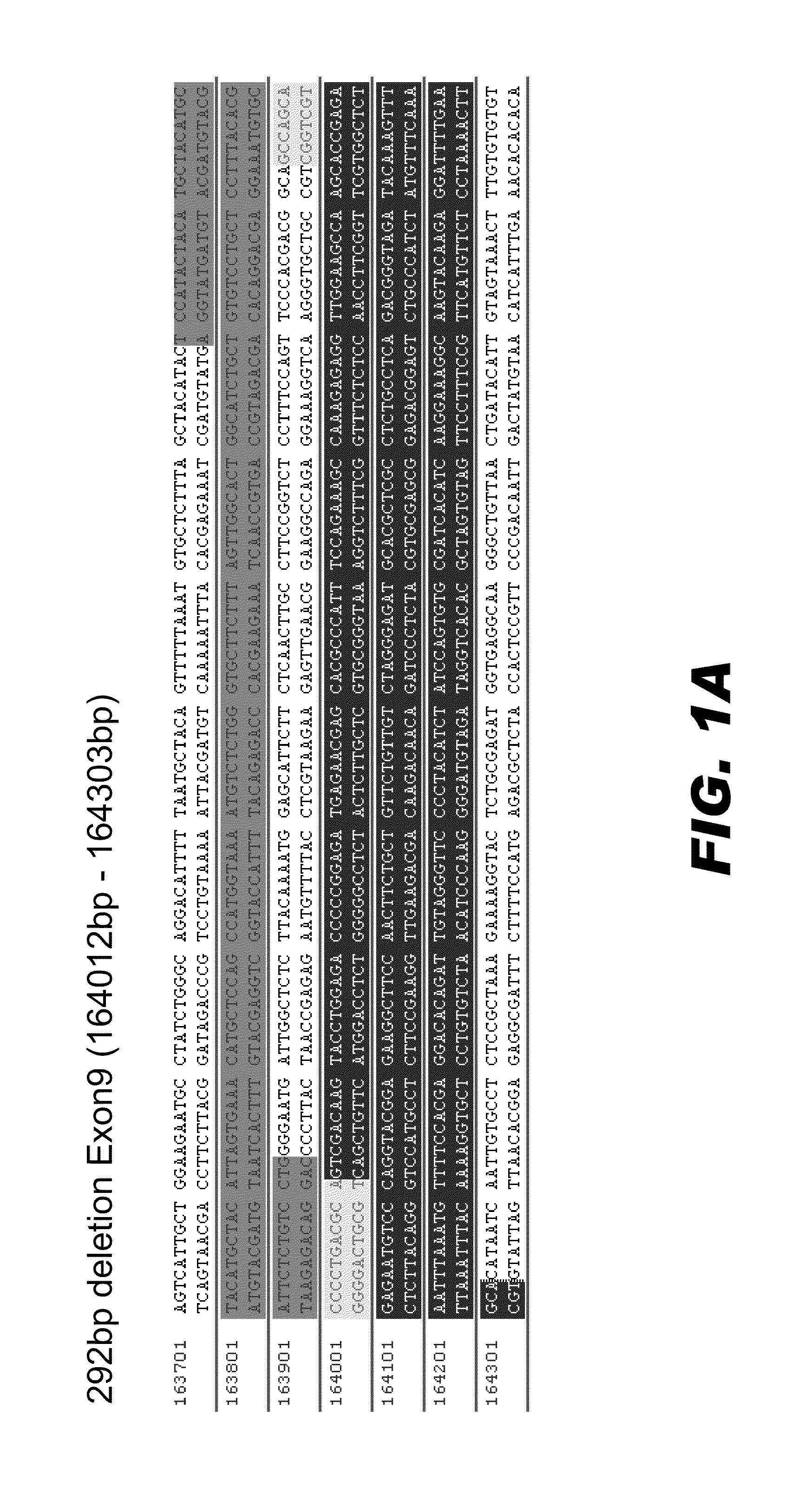 Genome editing of cognition related genes in animals