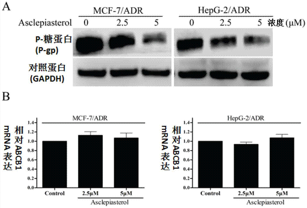 C21 steroid asclepiasterol and its preparation method and its application in the preparation of tumor multidrug resistance reversal agent