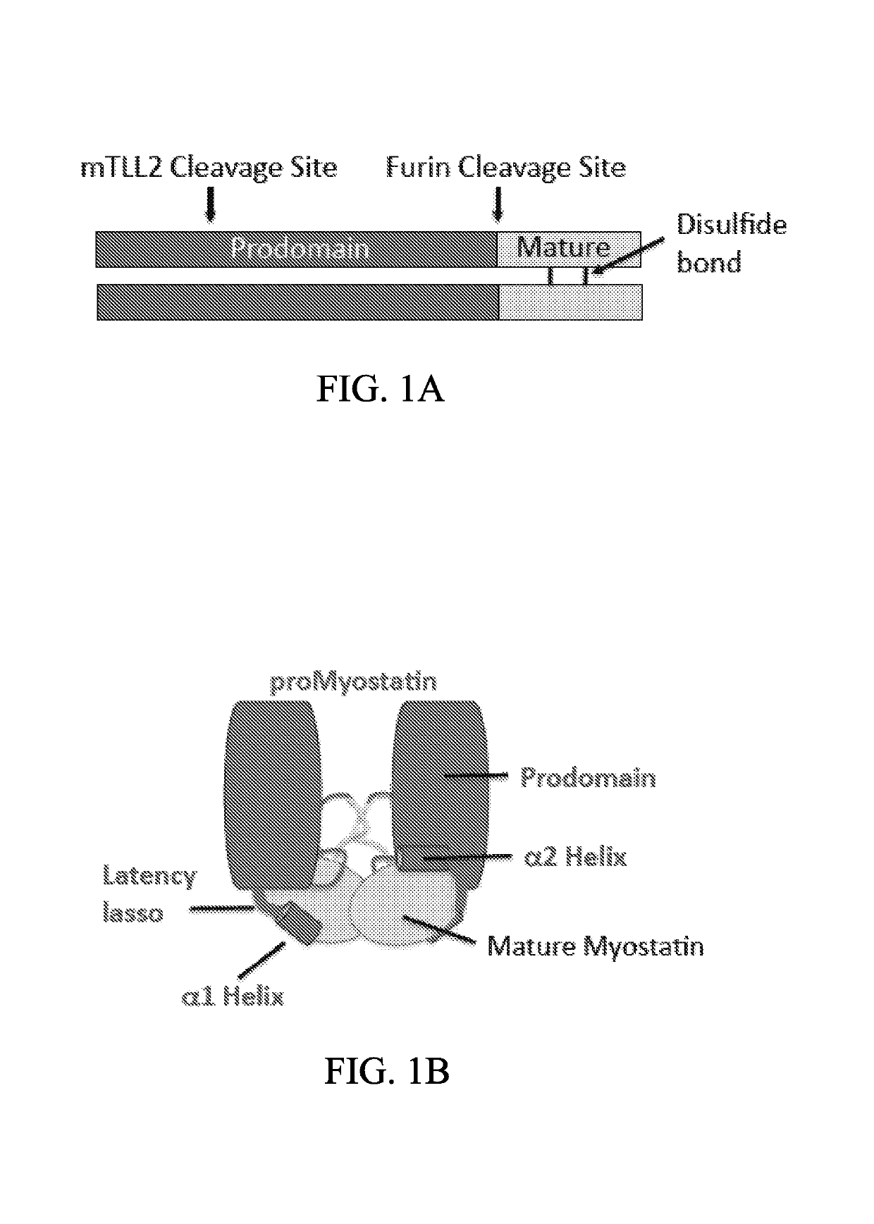 Anti-pro/latent-myostatin antibodies and uses thereof